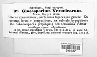 Discogloeum veronicarum image